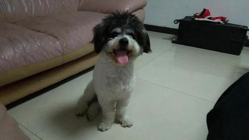 色狗子在线视频