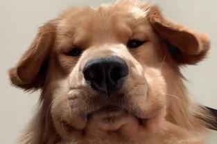 色狗子在线视频