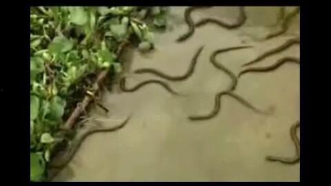 黄鳝视频在线视频,揭秘水下生物的奇妙世界